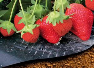 Film de Paillage Fraises - Micro Perforé - 1.4 m x 10 m